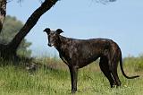 GREYHOUND 108